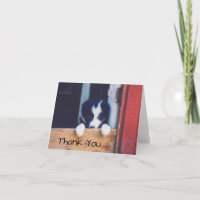 Doux chiot Border Collie