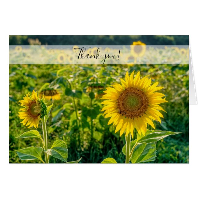 Carte de remerciements du terrain de tournesol dor (Devant Horizontal)
