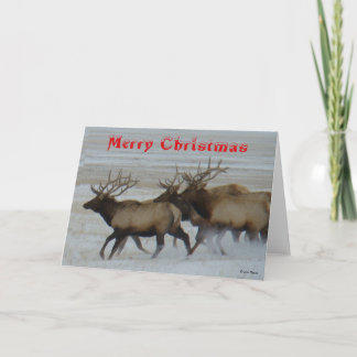 Carte De Remerciements E64  Bull Elk Running Christmas Card