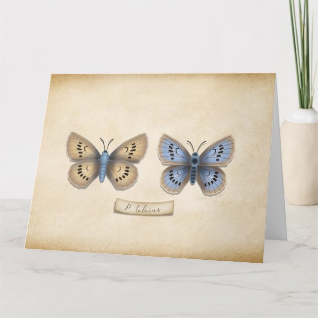 Carte De Remerciements Écarce Grand Papillon Bleu Spécimen Personnalisabl (Devant)
