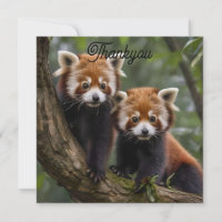 "Explorateurs en haut de l'arbre : Pandas rouge bé