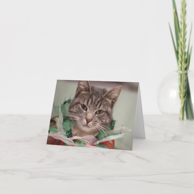 Carte De Remerciements FAMD Christmas Cat (Devant)