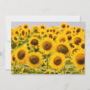 Carte De Remerciements Farms   A Sunflower Field