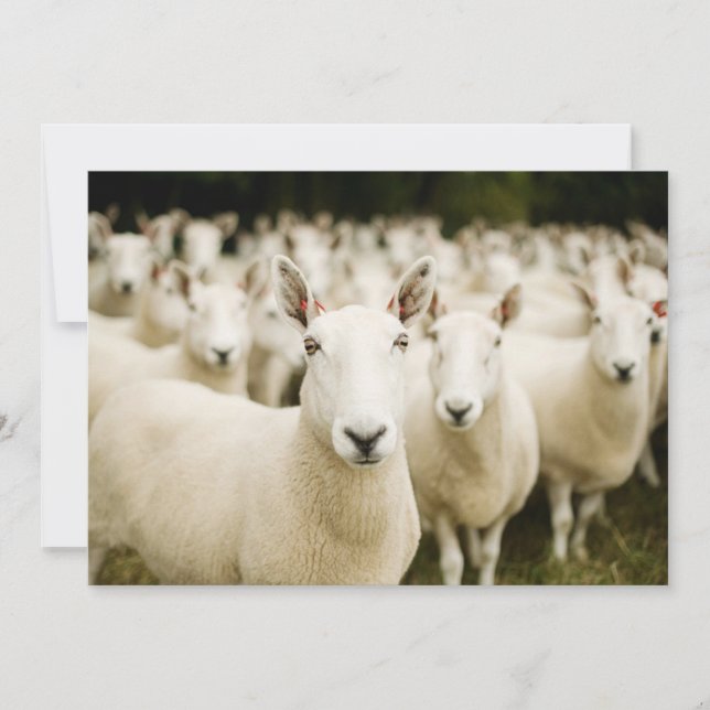 Carte De Remerciements Fermes | Troupeau de moutons (Devant)