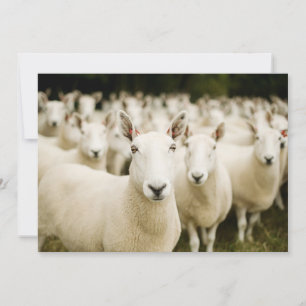 Carte De Remerciements Fermes   Troupeau de moutons
