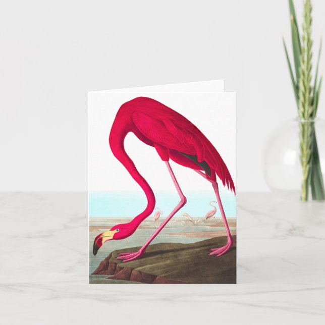 Carte De Remerciements Flamant rose américain par John James Audubon (Devant)