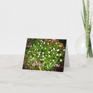 Carte De Remerciements Fleurs de printemps d'anémones en bois blanc