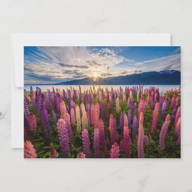 Carte De Remerciements Fleurs | Lupines Nouvelle-Zélande (Devant)