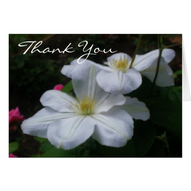 Carte de remerciements floral Clematis blanc doux (Devant Horizontal)