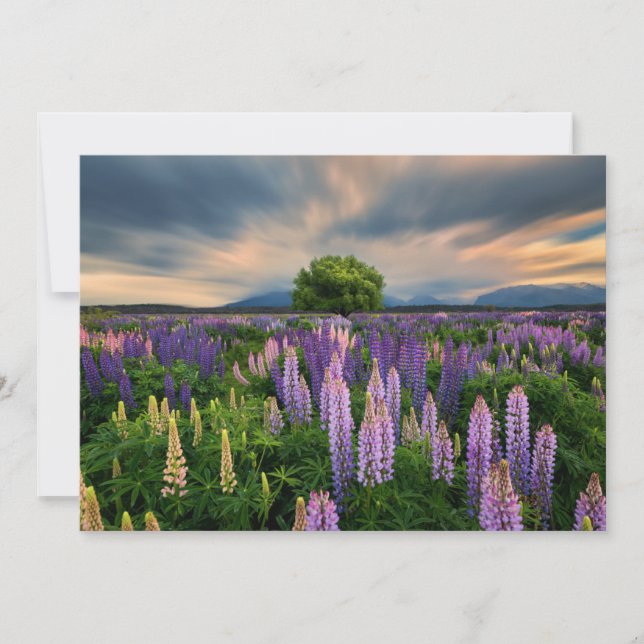 Carte De Remerciements Flowers (homonymie) | Lupine Field à New Zealand (Devant)