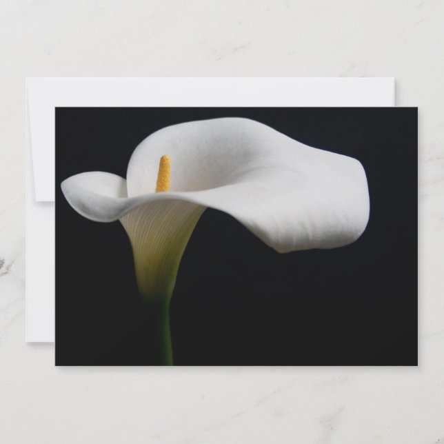 Carte De Remerciements Flowers (homonymie) | White Calla Lily (Devant)