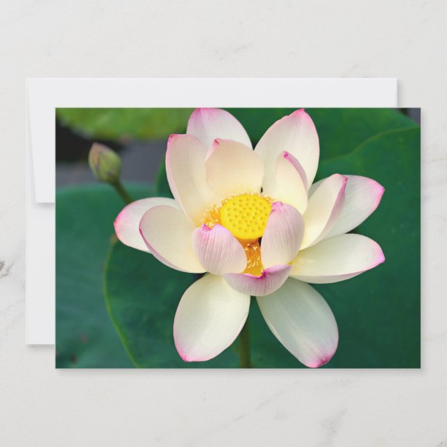 Carte De Remerciements Flowers | Lotus Water Flower (Devant)