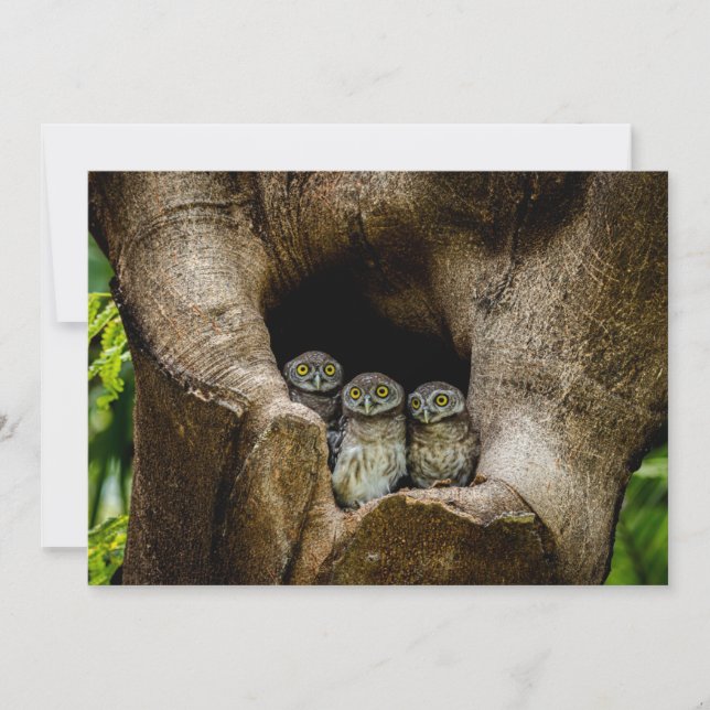 Carte De Remerciements Forests | Three Owls Looking (Devant)