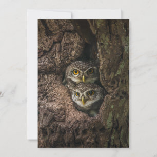 Carte De Remerciements Forests   Two Owls Looking