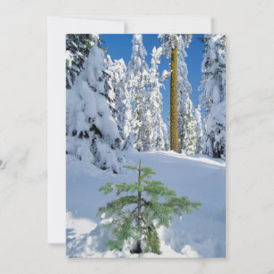 Carte De Remerciements Forêt couverte de neige en Oregon