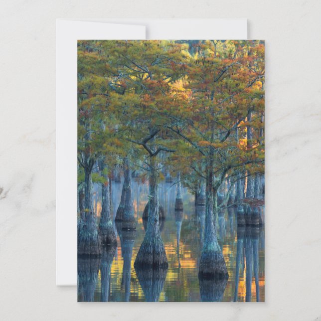Carte De Remerciements Forêt des Cyprès de Pond (Devant)