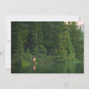Carte De Remerciements Forêt Elk au parc national Banff Alberta