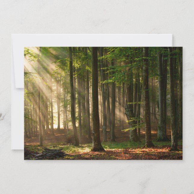 Carte De Remerciements Forêt | Forêt d'automne (Devant)