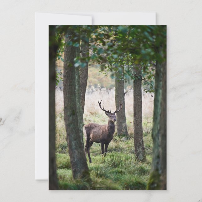 Carte De Remerciements Forêt | Woodlands & Red Deer (Devant)