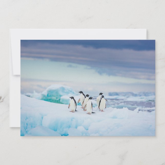 Carte De Remerciements Glace et neige | Adelie Penguins Antarctique (Devant)