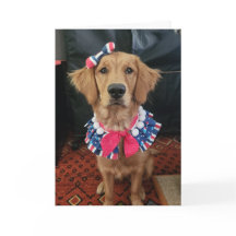 Golden Retriever patriotique, 4 juillet salutation