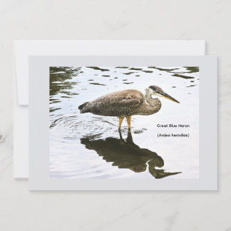 Carte De Remerciements Grand Héron bleu (Ardea herodias)