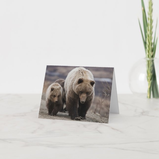 Carte De Remerciements Grizzly Bear, Cubs, Denali National Park, Alaska (Devant)