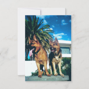 Carte De Remerciements groupe german shepherd