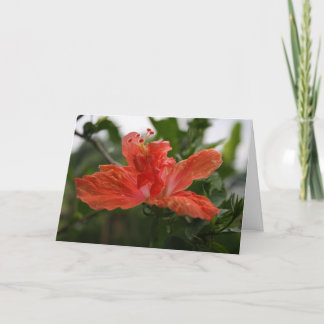 Carte De Remerciements Hibiscus