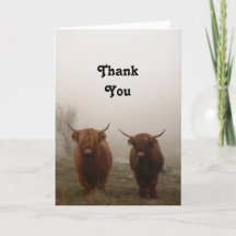 Highland Cattle