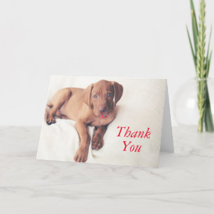 Carte De Remerciements Hongrois Vizsla Puppy