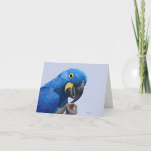 Carte De Remerciements Hyacinth Macaw Encouragement JW
