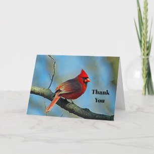 Carte De Remerciements Joli cardinal rouge 