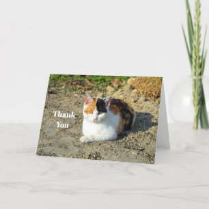 Carte De Remerciements Jolie photo de chat Calico