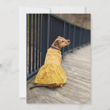 Joyeux Gotcha Day Robe chic Photo Dog Card