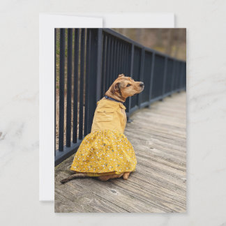 Carte De Remerciements Joyeux Gotcha Day Robe chic Photo Dog Card
