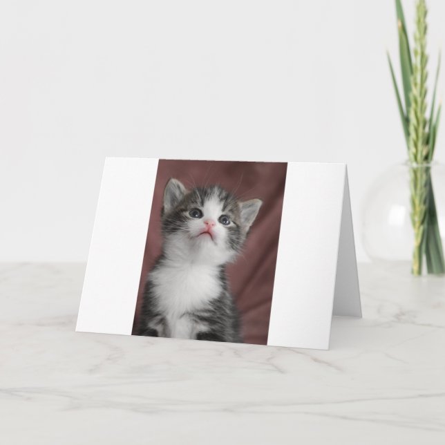 Carte De Remerciements Kitten (Devant)