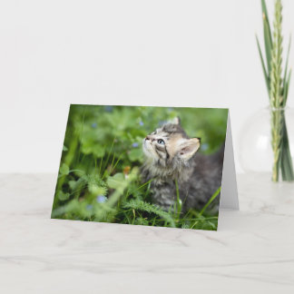 Carte De Remerciements Kitten