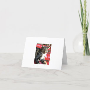 Carte De Remerciements Kitten Holiday Card