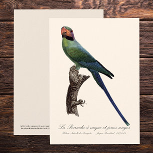 Carte De Remerciements La Perruche a nuque et joues rouges