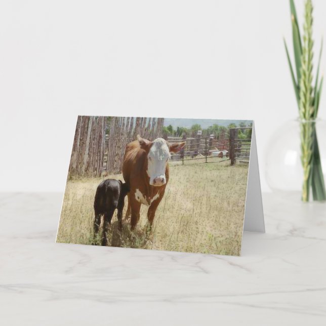 Carte De Remerciements La Vache Et Le Calf De Mama (Devant)