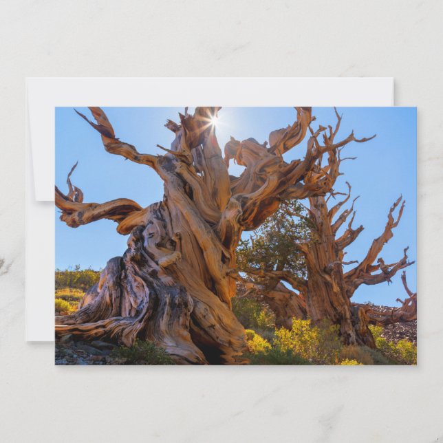 Carte De Remerciements L'arbre sentinelle (Devant)