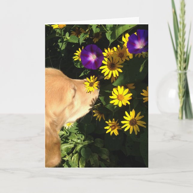 Carte De Remerciements Le golden retriever prend du temps de sentir les (Devant)