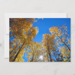 Carte De Remerciements Le soleil éclate à travers les arbres