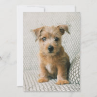 Les bébés animaux les plus mignons | chiot Norfolk