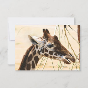 Carte De Remerciements Les girafes lointaines et proches