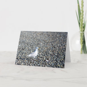 Carte De Remerciements Lone Seagull Blair