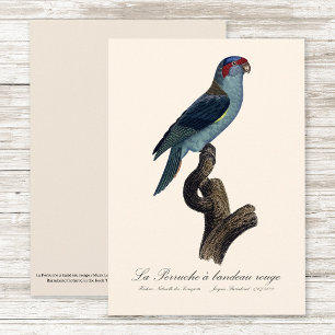 Carte De Remerciements Loriquet à tête bleue, Trichoglossus concinnus