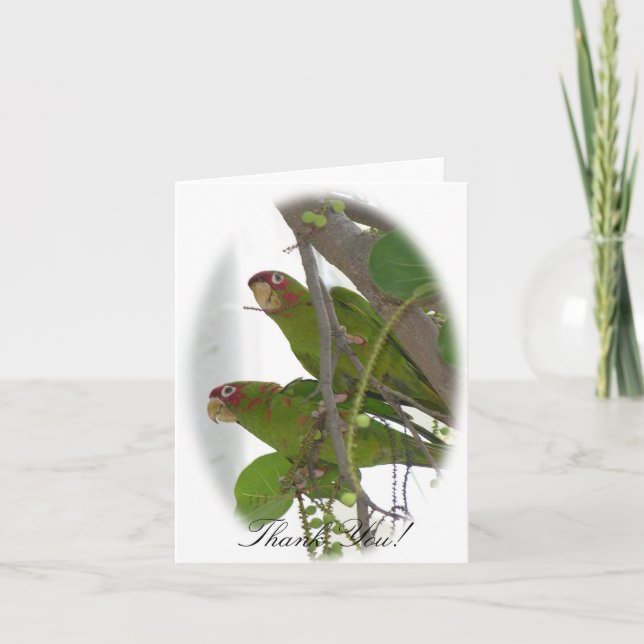 Carte De Remerciements Love Parrots (Devant)