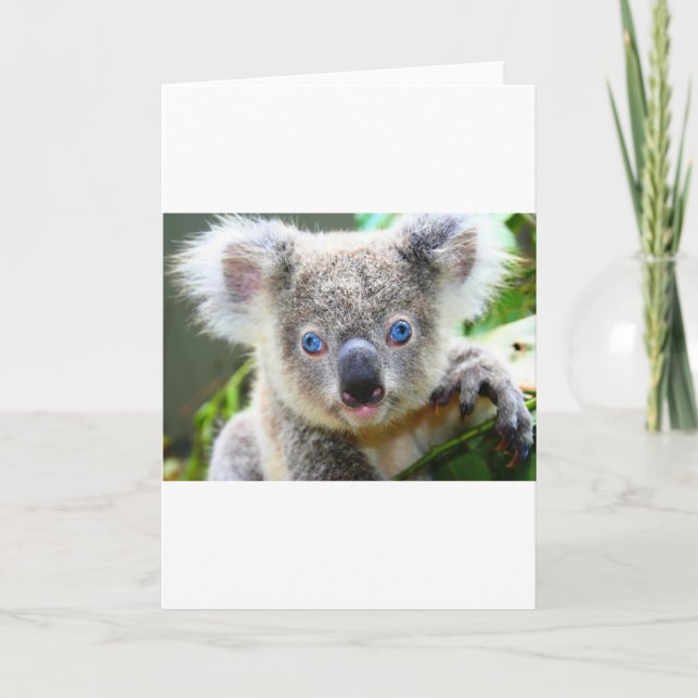 Carte De Remerciements Nounours Koala Mignon (Devant)